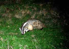 tms/badger.htm