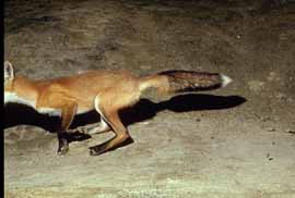 bayfox.htm