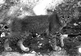 tms/bobcat.htm